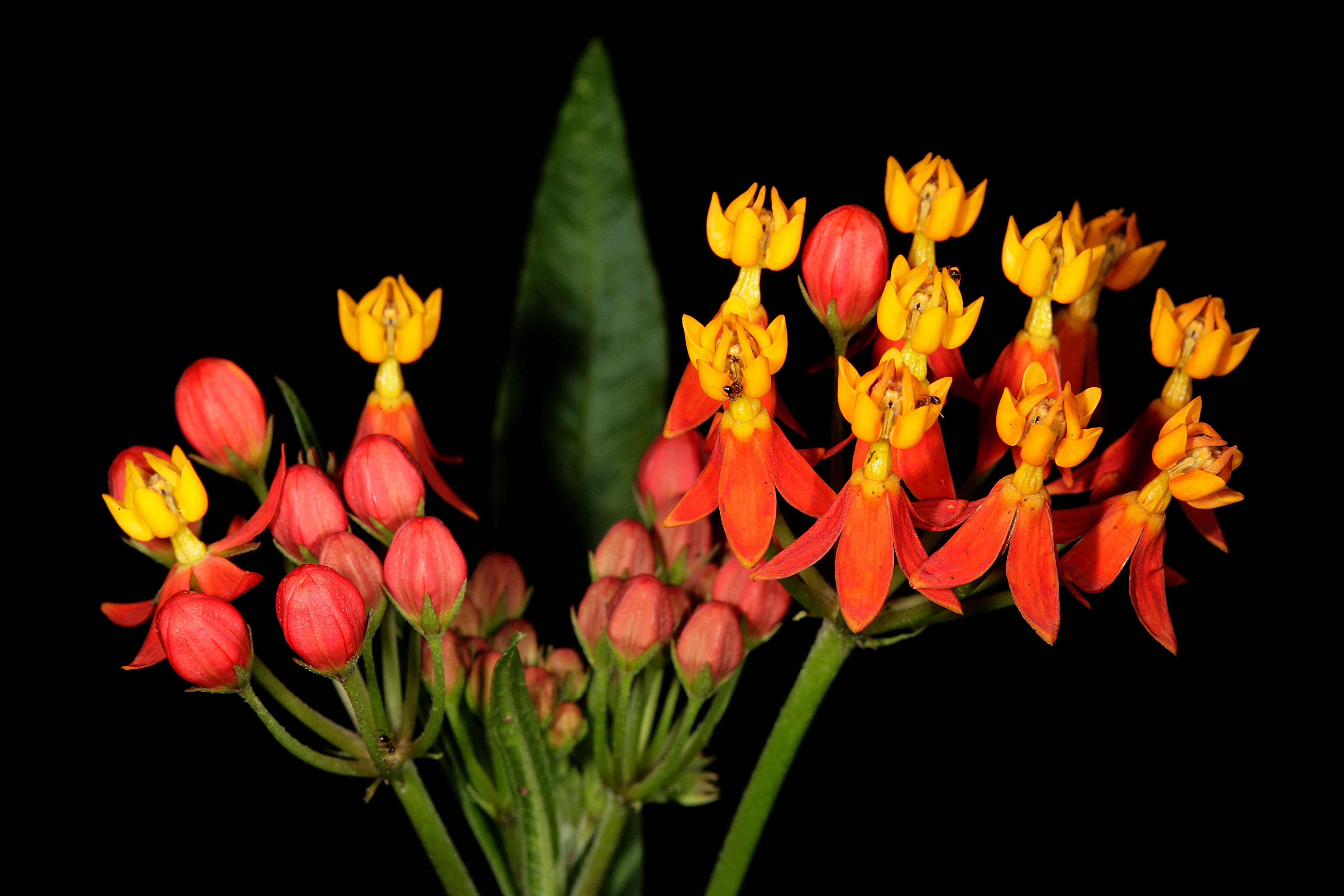 Image de Asclepias curassavica L.