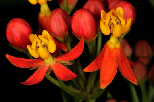 Image de Asclepias curassavica L.