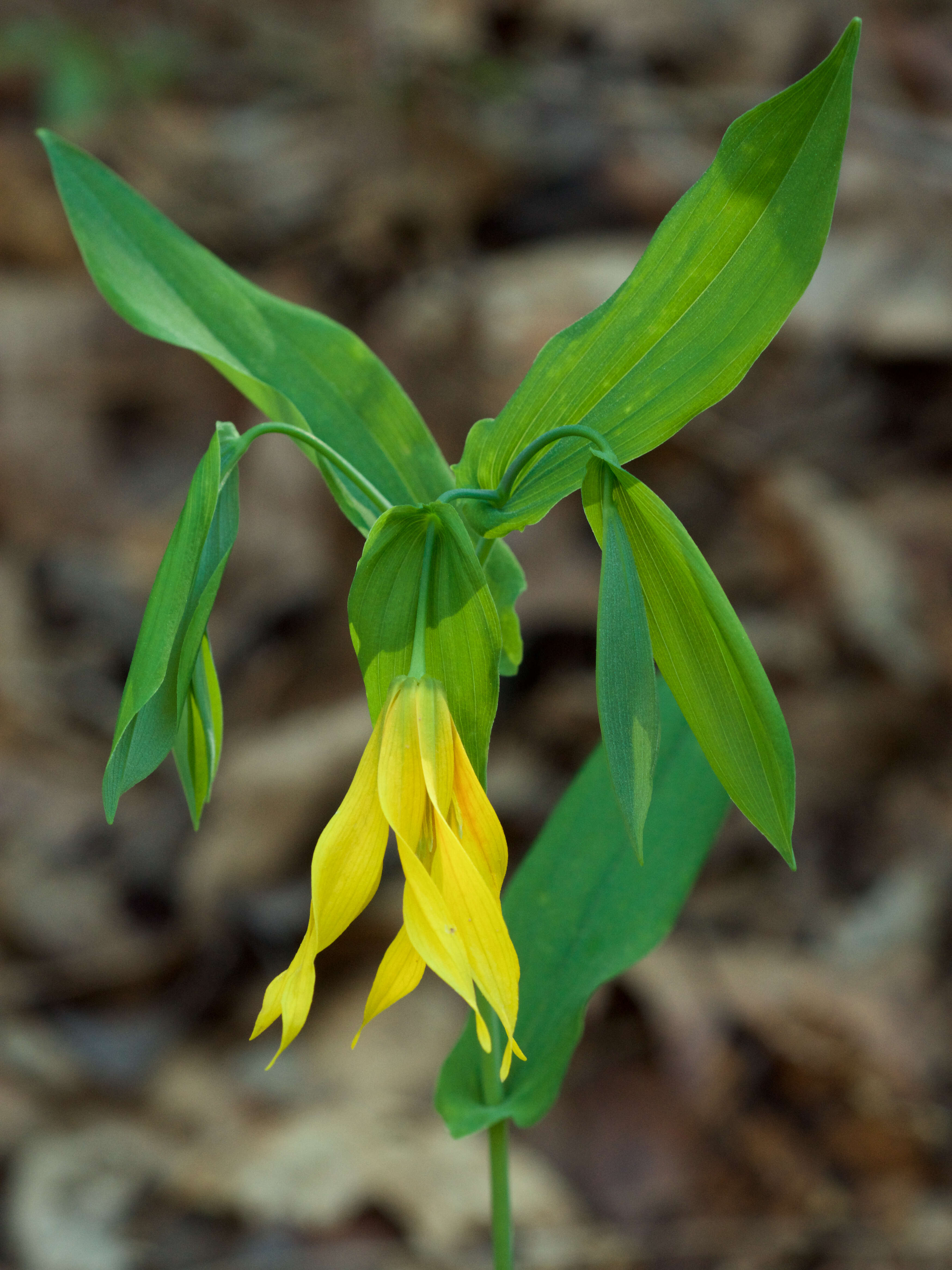 Image of largeflower bellwort