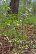 Image de Vaccinium virgatum Ait.