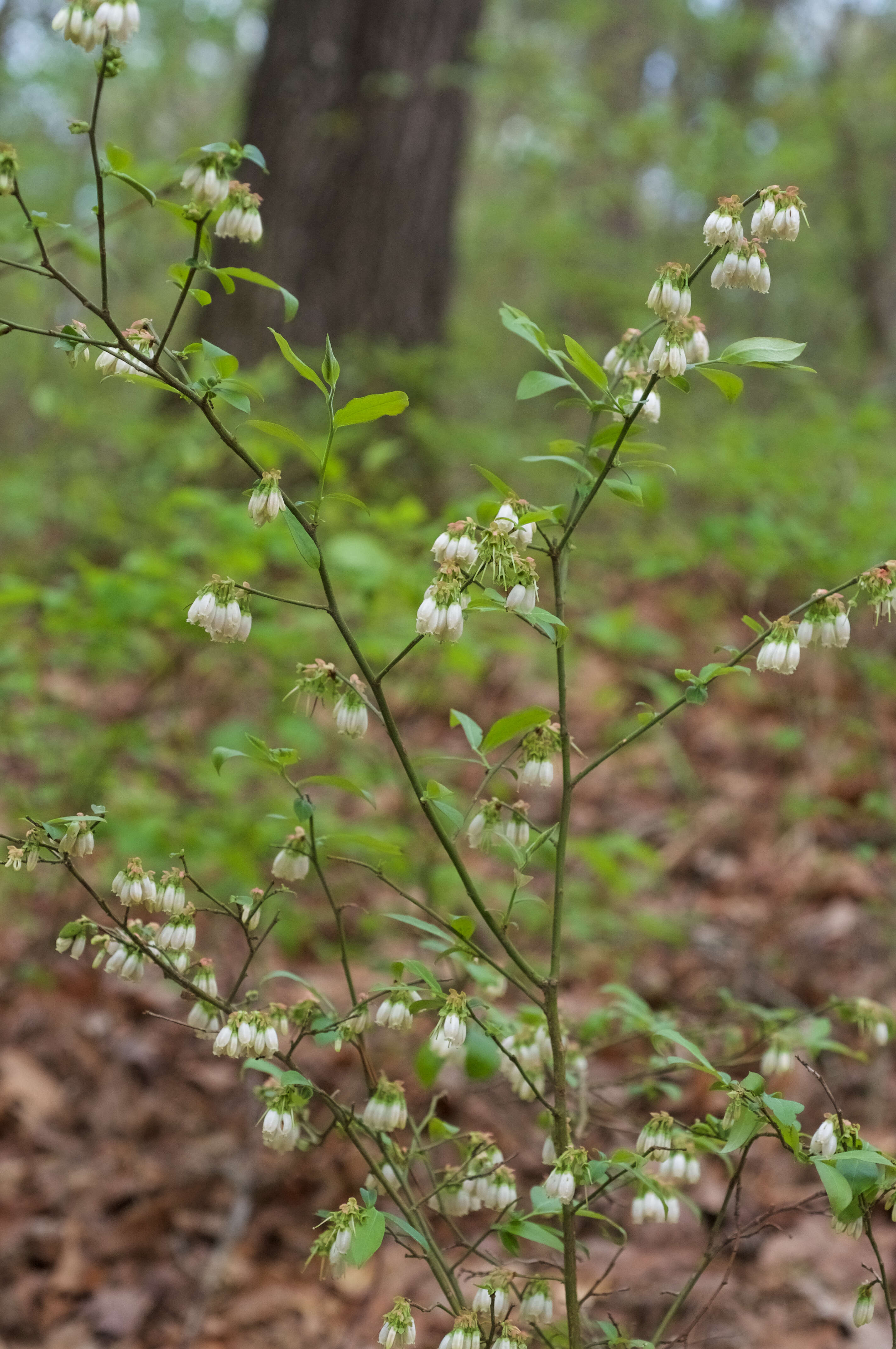 Image de Vaccinium virgatum Ait.