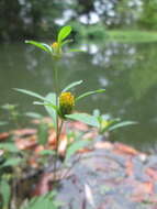 صورة Bidens frondosa L.