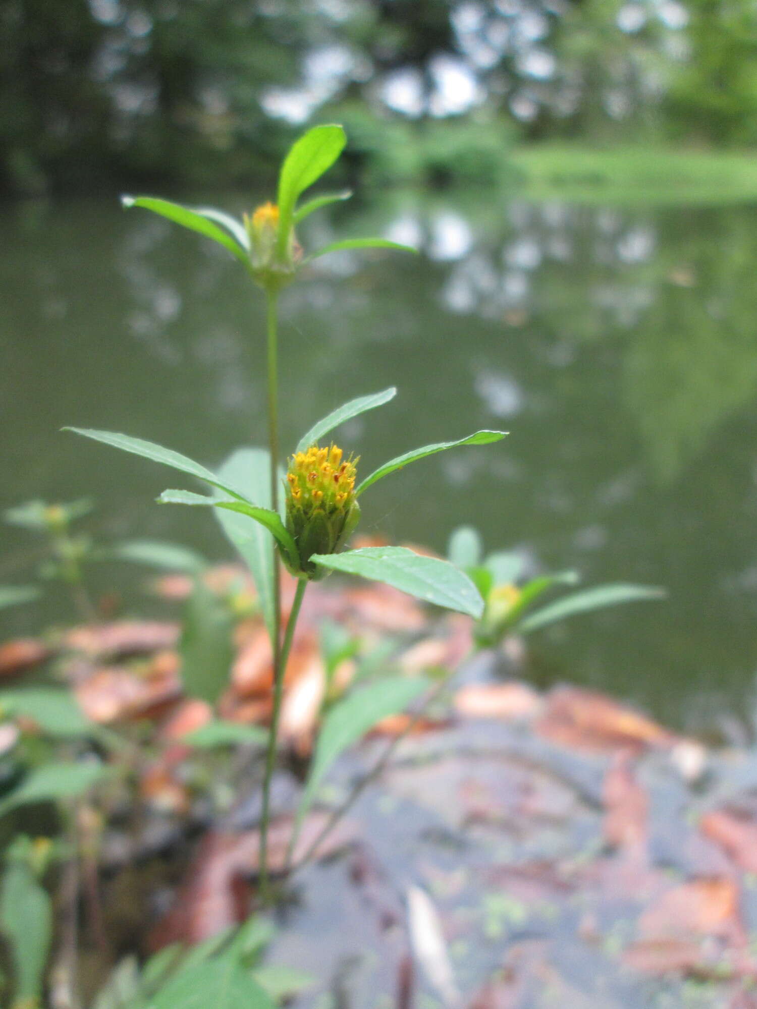 Image of devil's beggartick