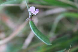 Image de Strophostyles leiosperma (Torr. & A. Gray) Piper