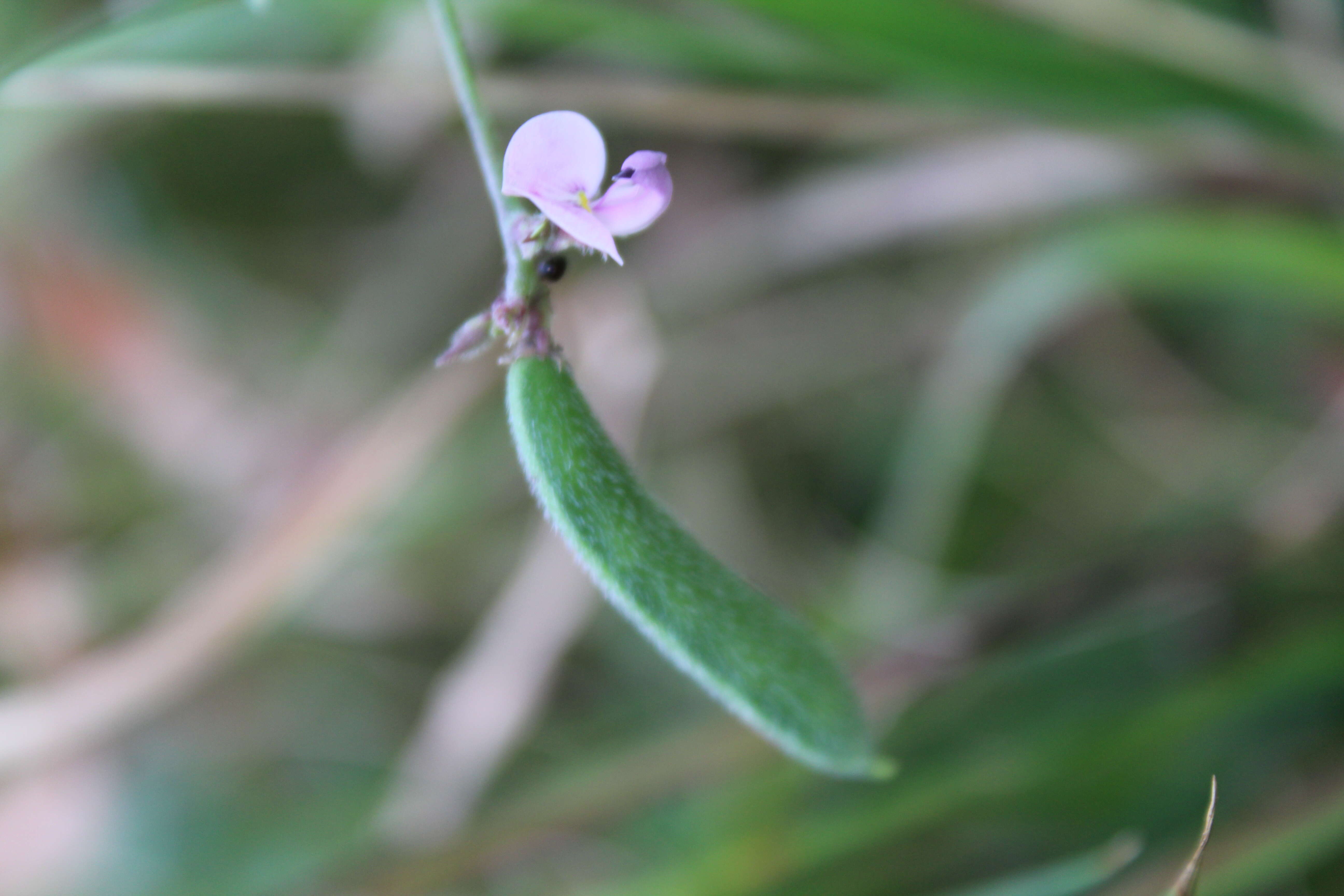 Image of slickseed fuzzybean