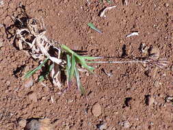 Image of golden false beardgrass