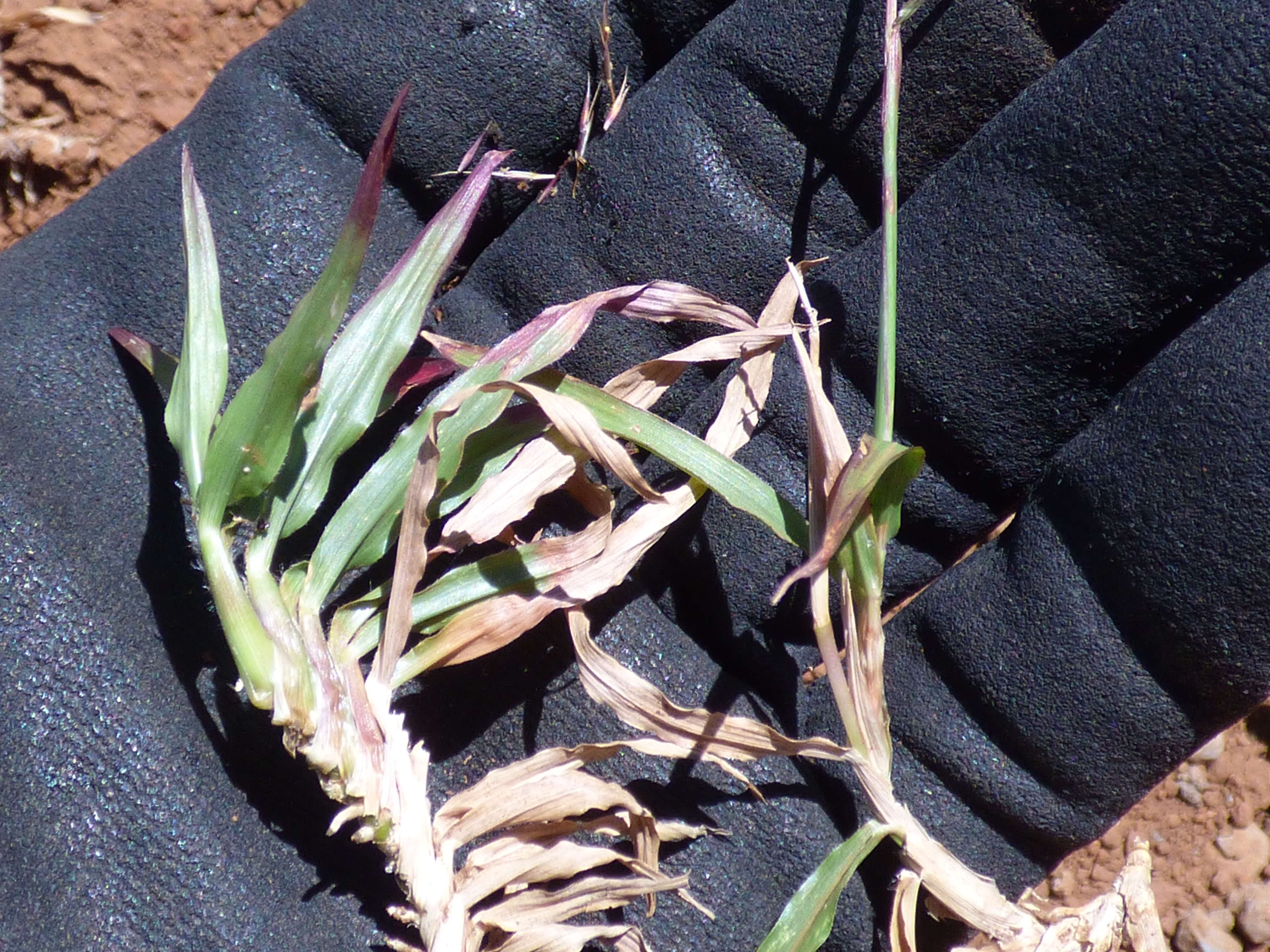 Image of golden false beardgrass