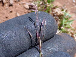 Image of golden false beardgrass