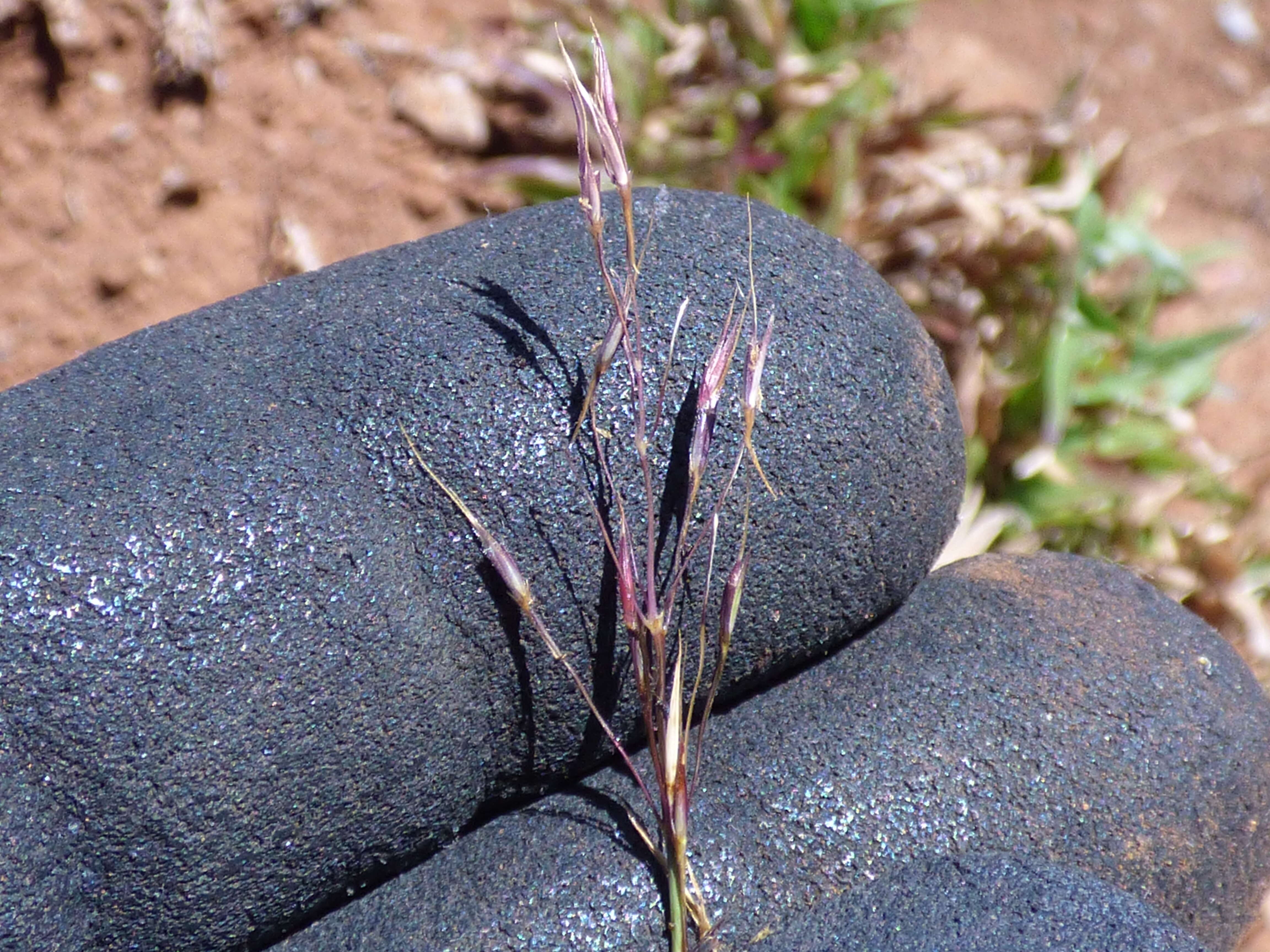 Image of golden false beardgrass