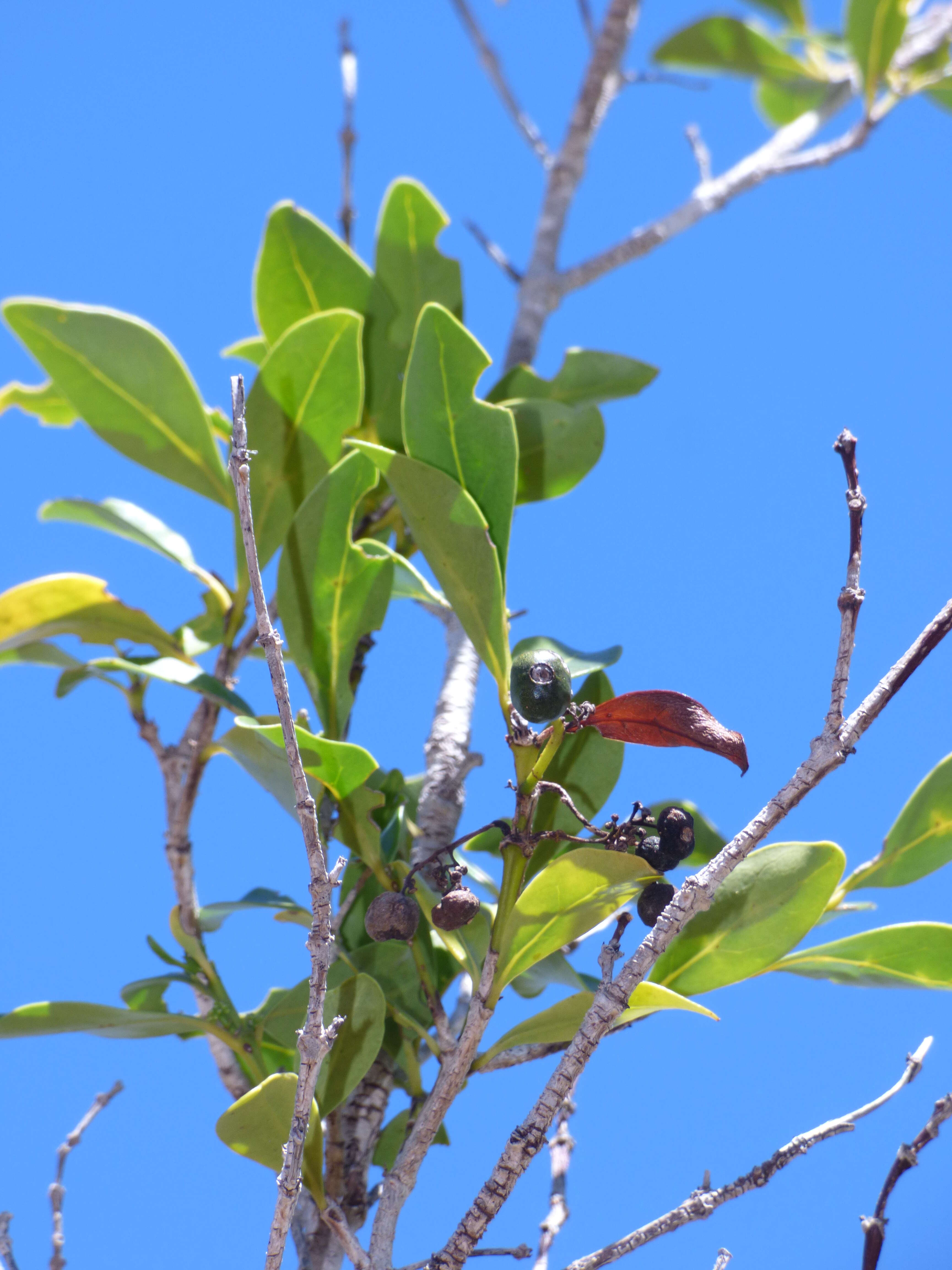 صورة Psydrax odorata (G. Forst.) A. C. Sm. & S. P. Darwin