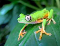 Image of Lemur Leaf Frog