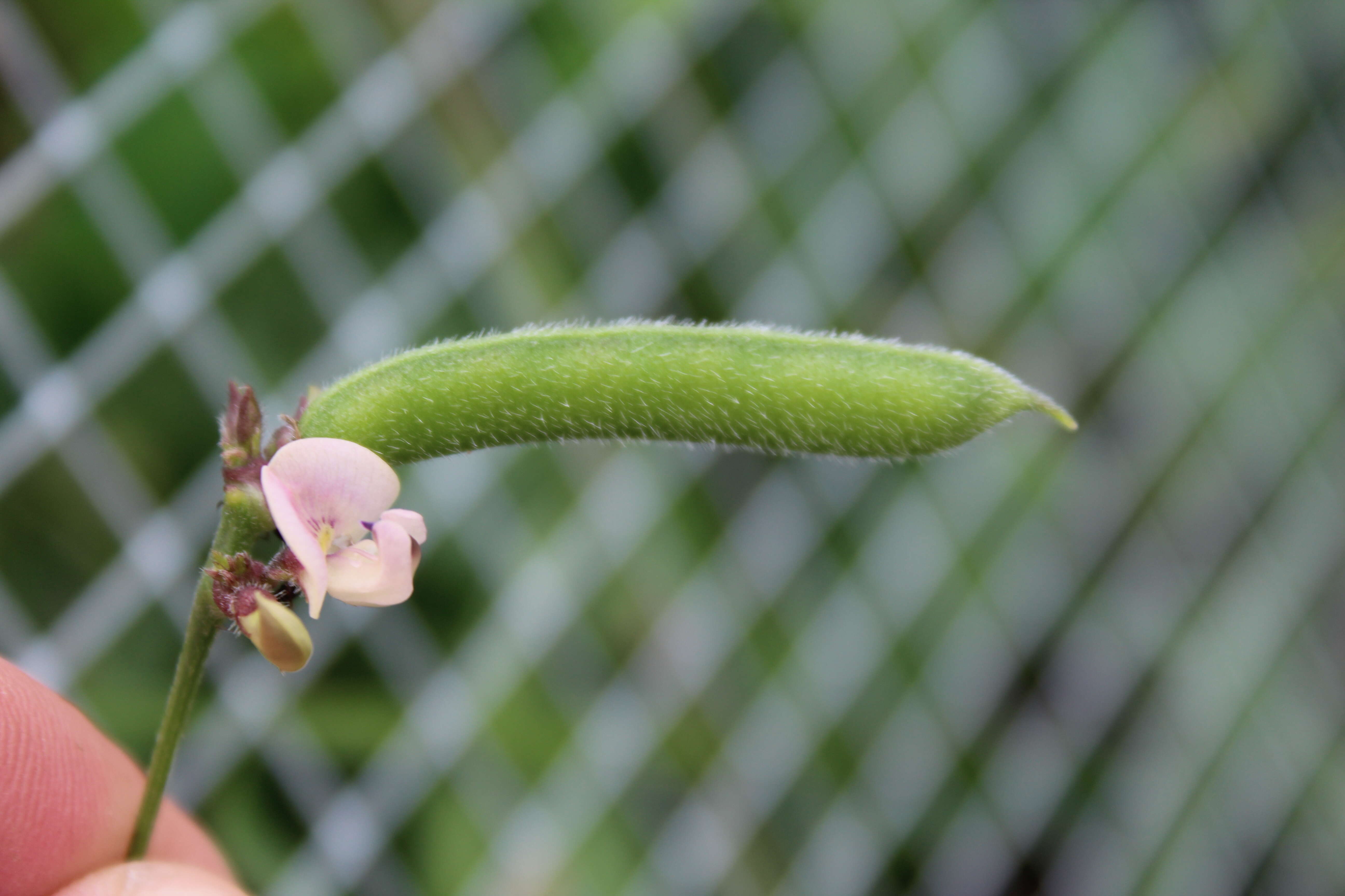 Image de Strophostyles leiosperma (Torr. & A. Gray) Piper