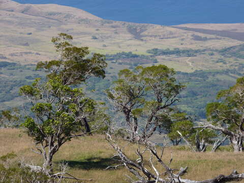 Image of Hawai'i holly