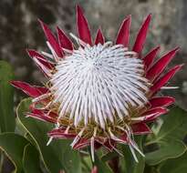 Imagem de Protea cynaroides (L.) L.