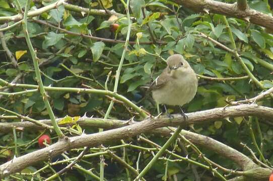 Image of European Pied Flycatcher