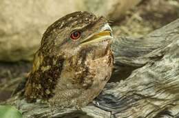 Image of Papuan Frogmouth