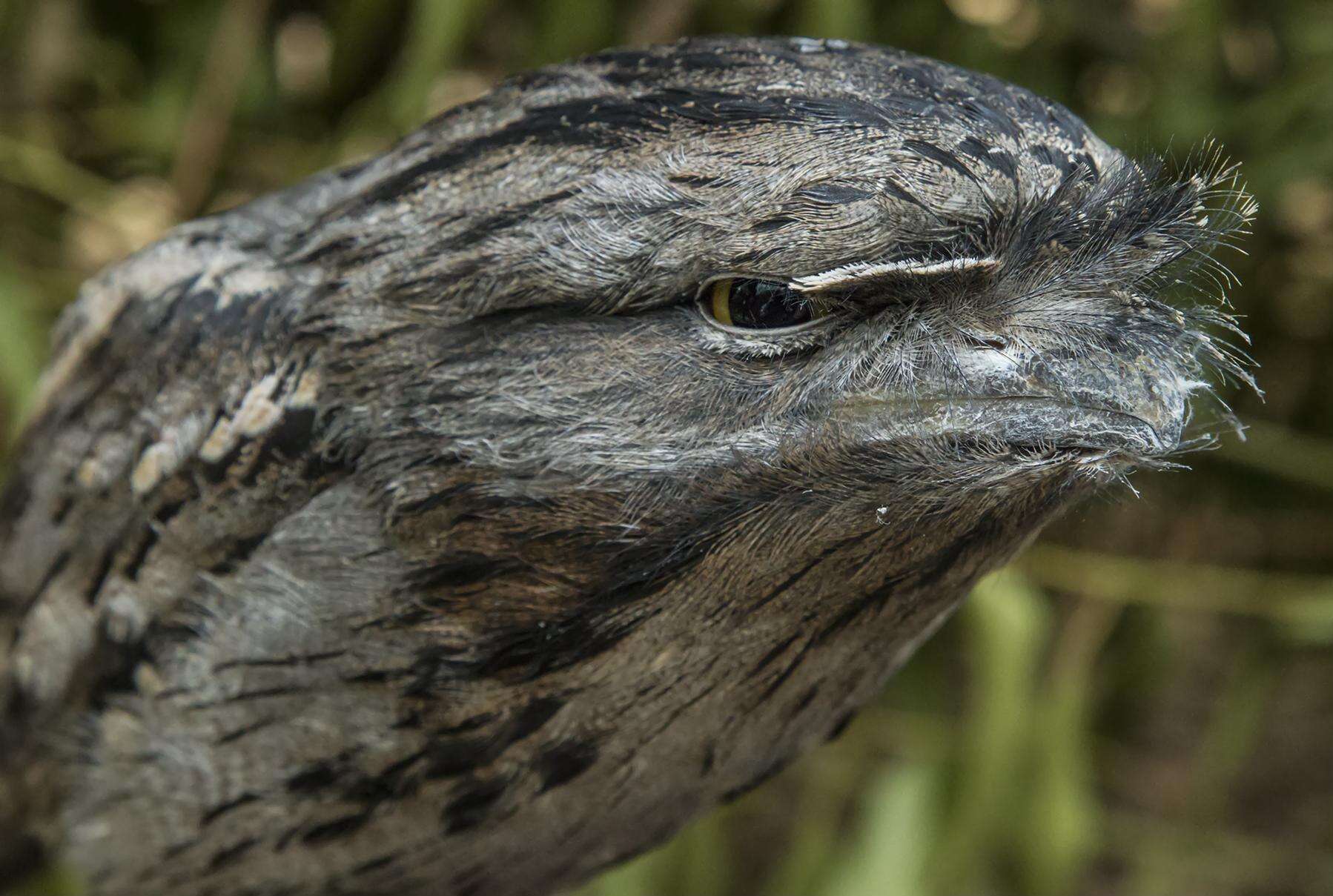 Image of Tawny Frogmouth