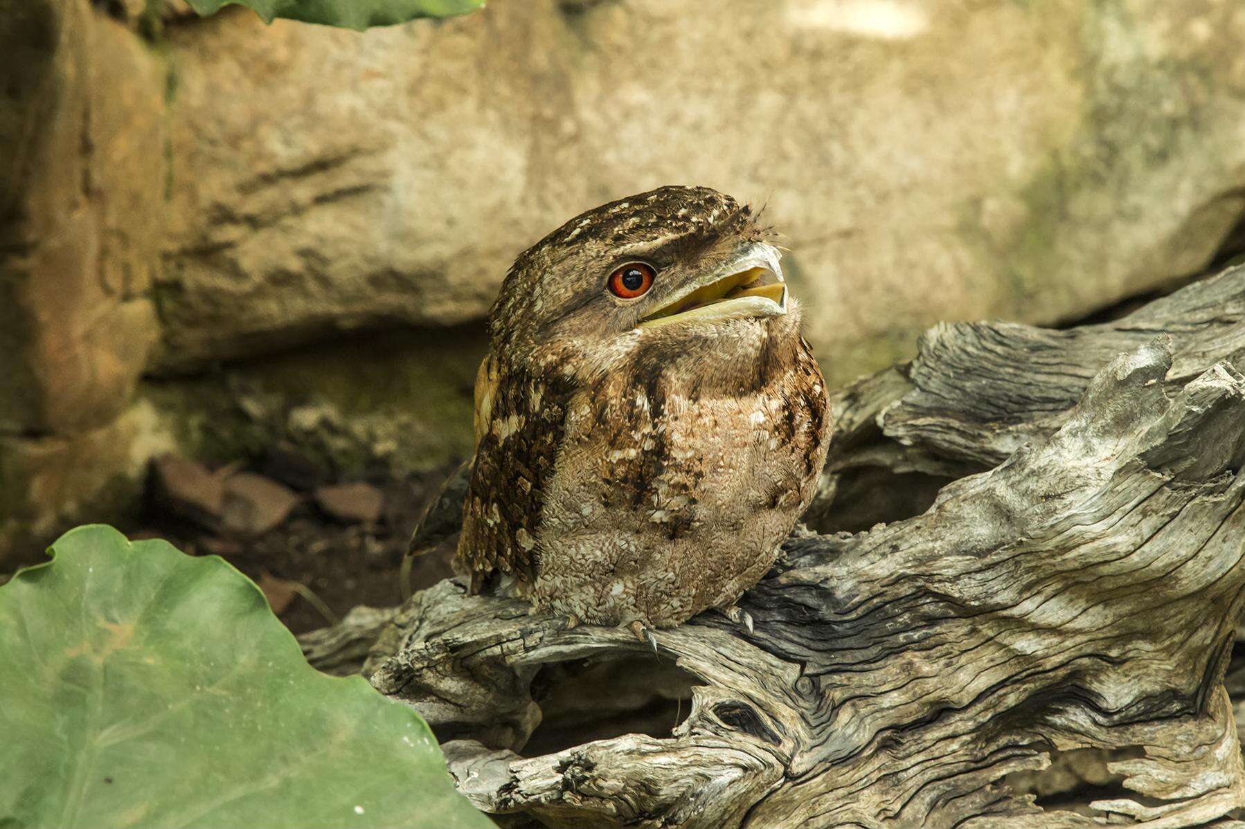 Image of Papuan Frogmouth