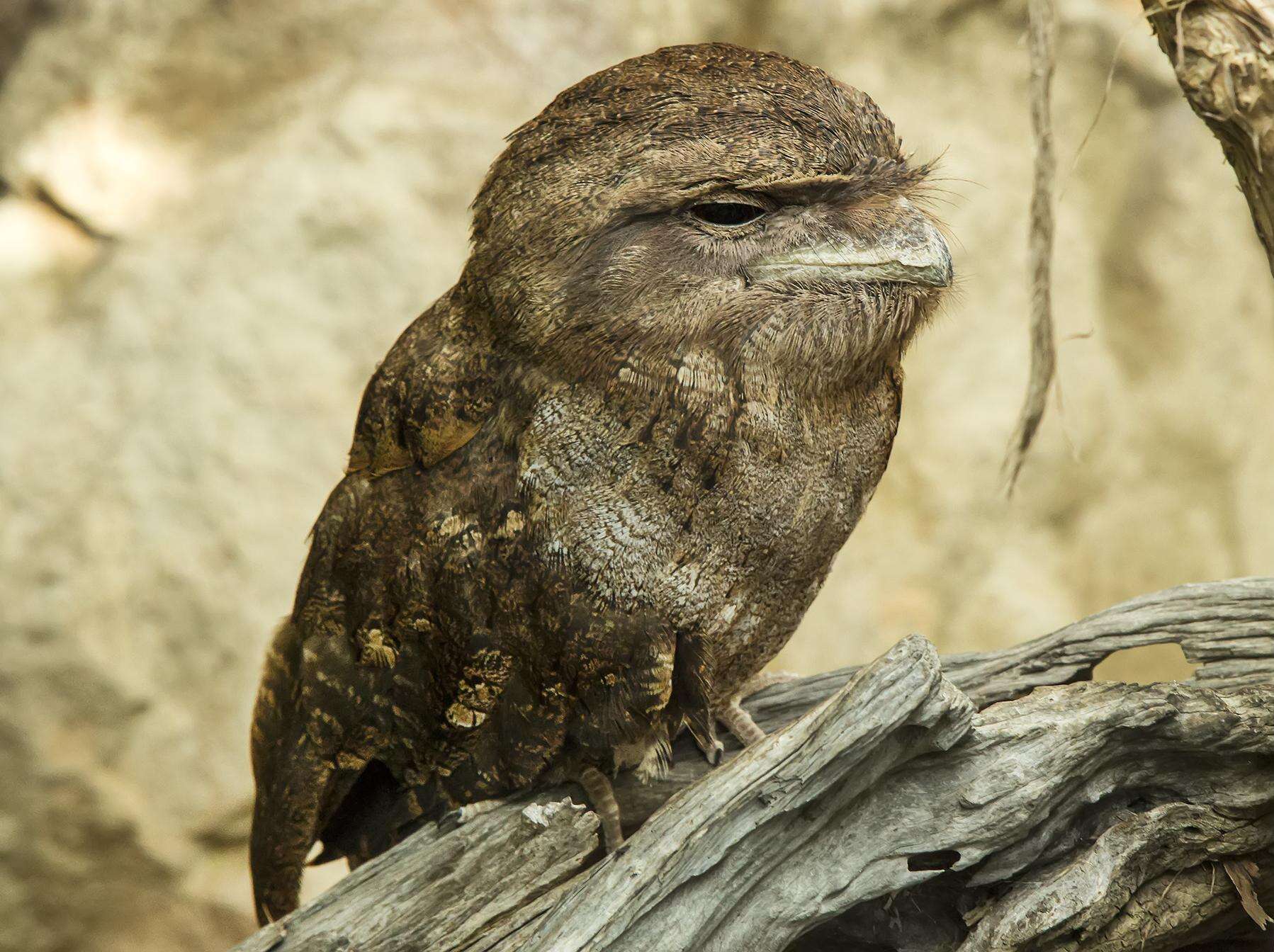 Image of Papuan Frogmouth