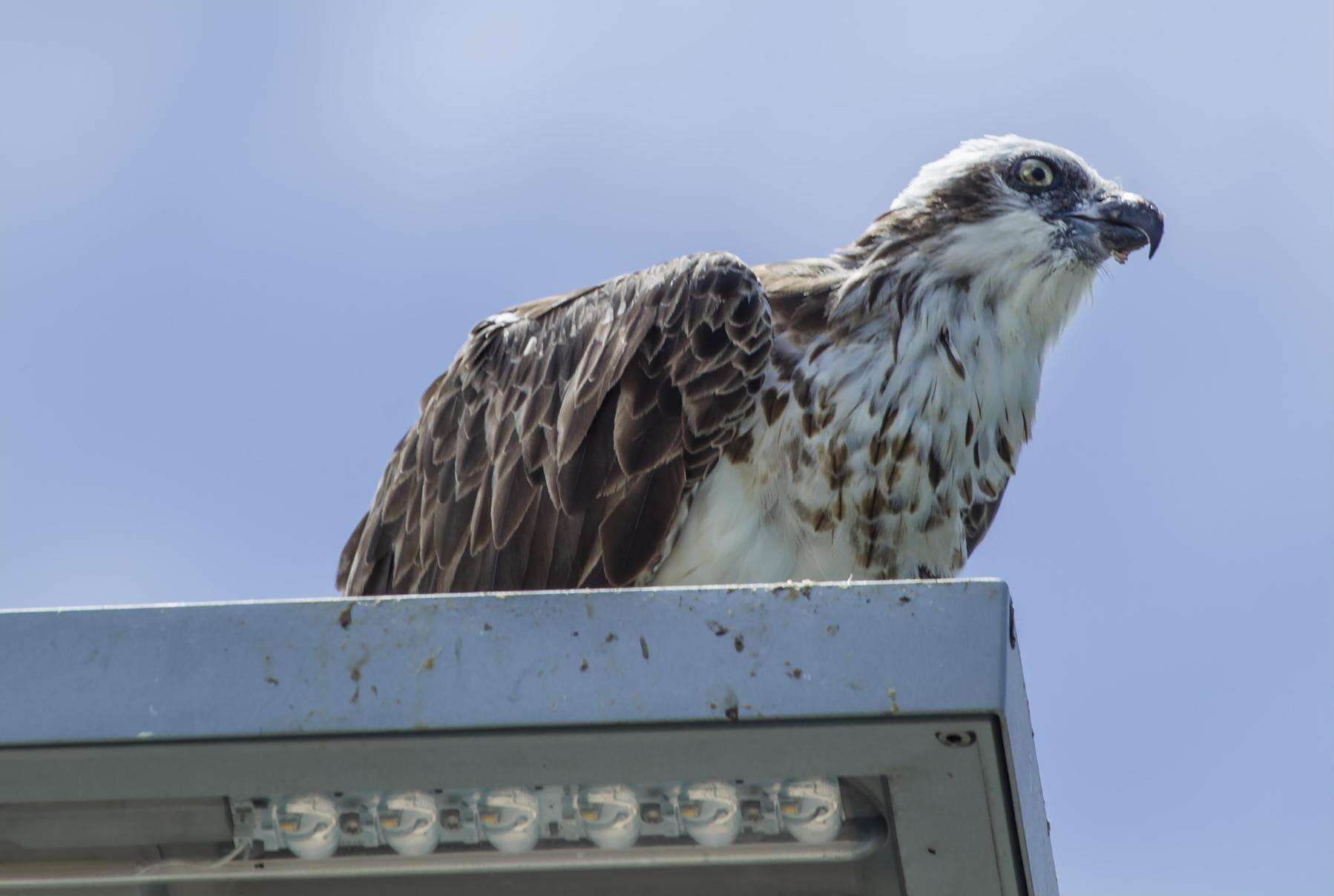 Image of Eastern Osprey