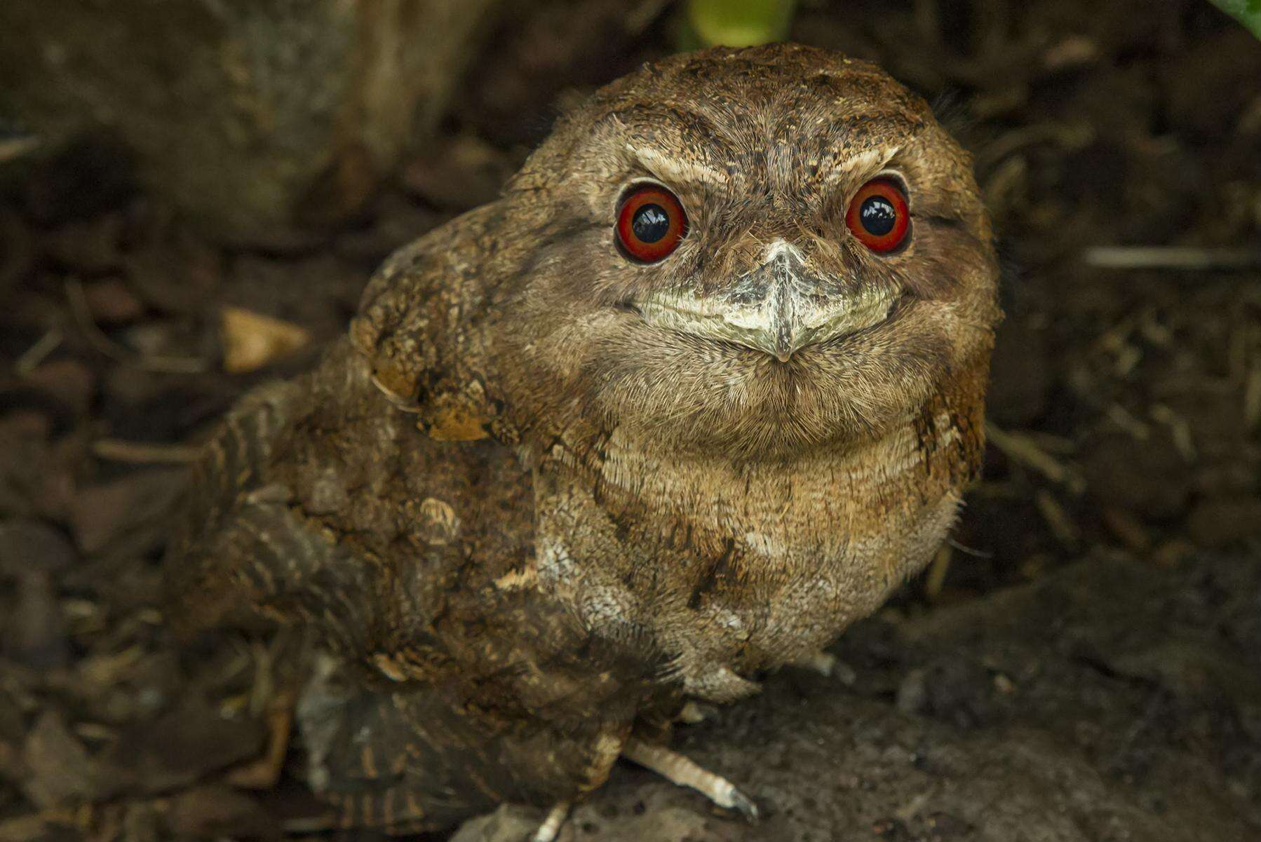 Image of Papuan Frogmouth