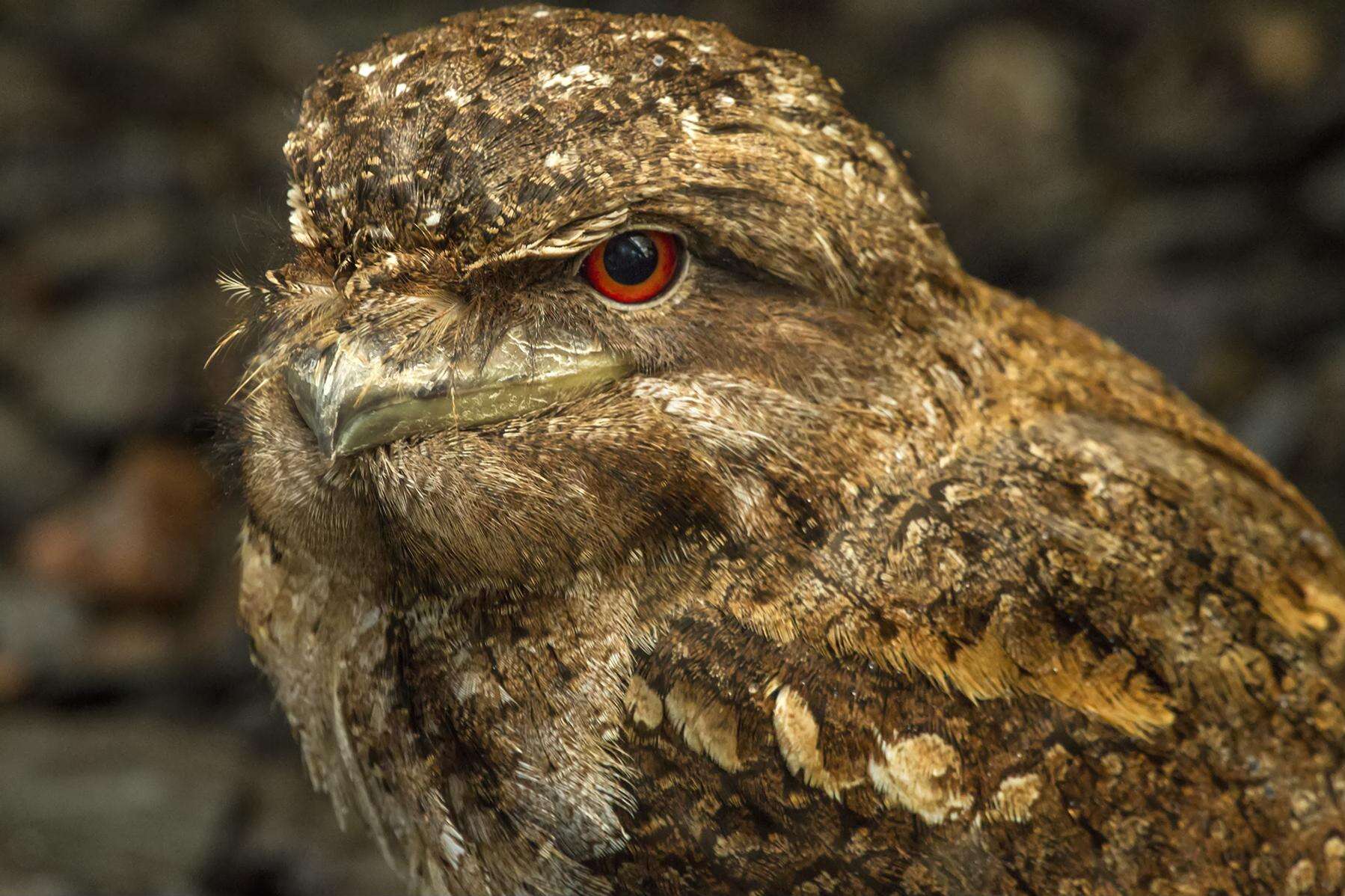 Image of Papuan Frogmouth