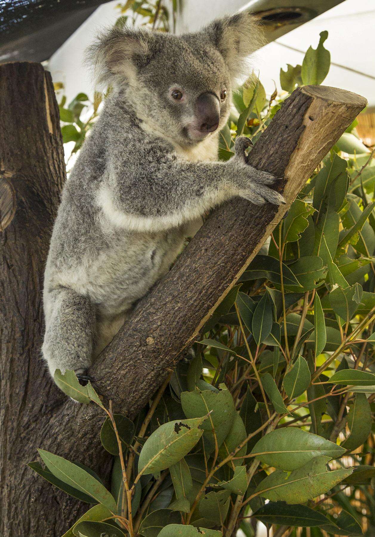 Image of koalas