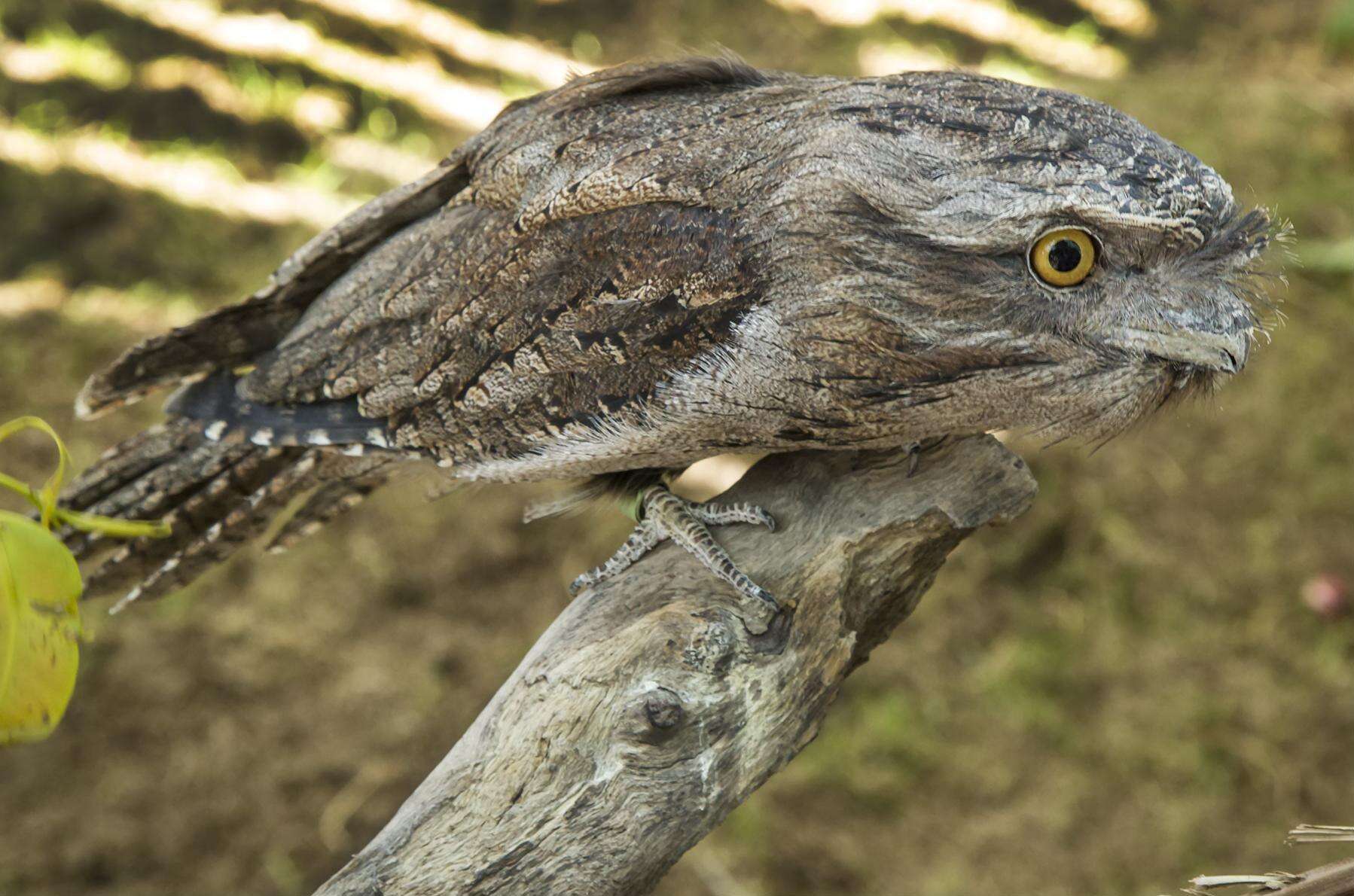 Image of Tawny Frogmouth