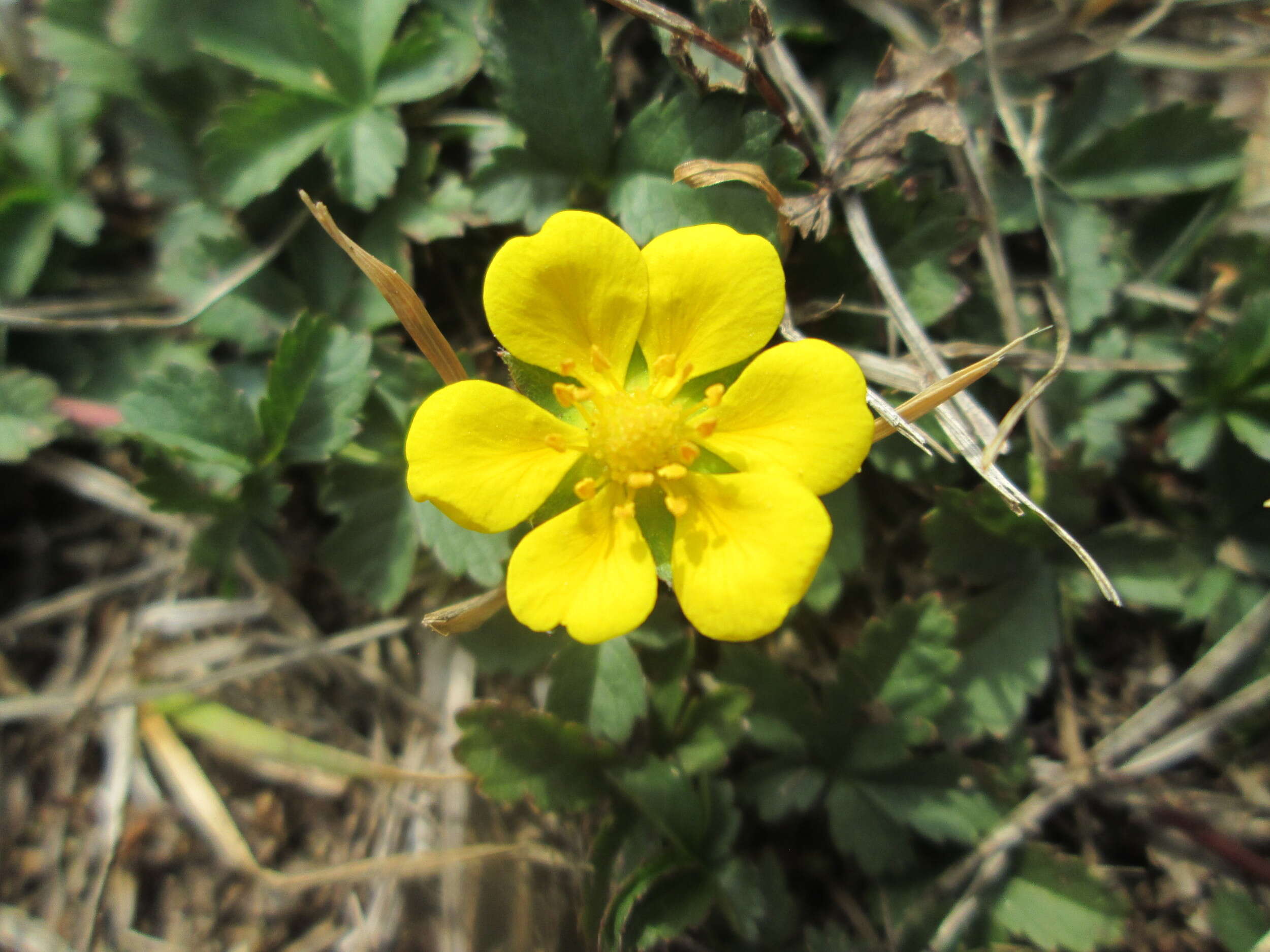 Imagem de Potentilla reptans L.