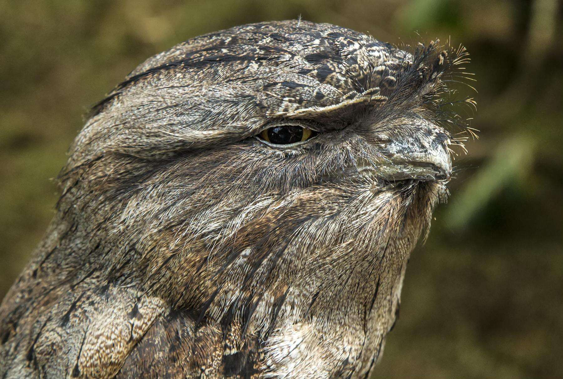 Image of Tawny Frogmouth