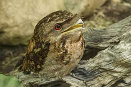 Image of Papuan Frogmouth