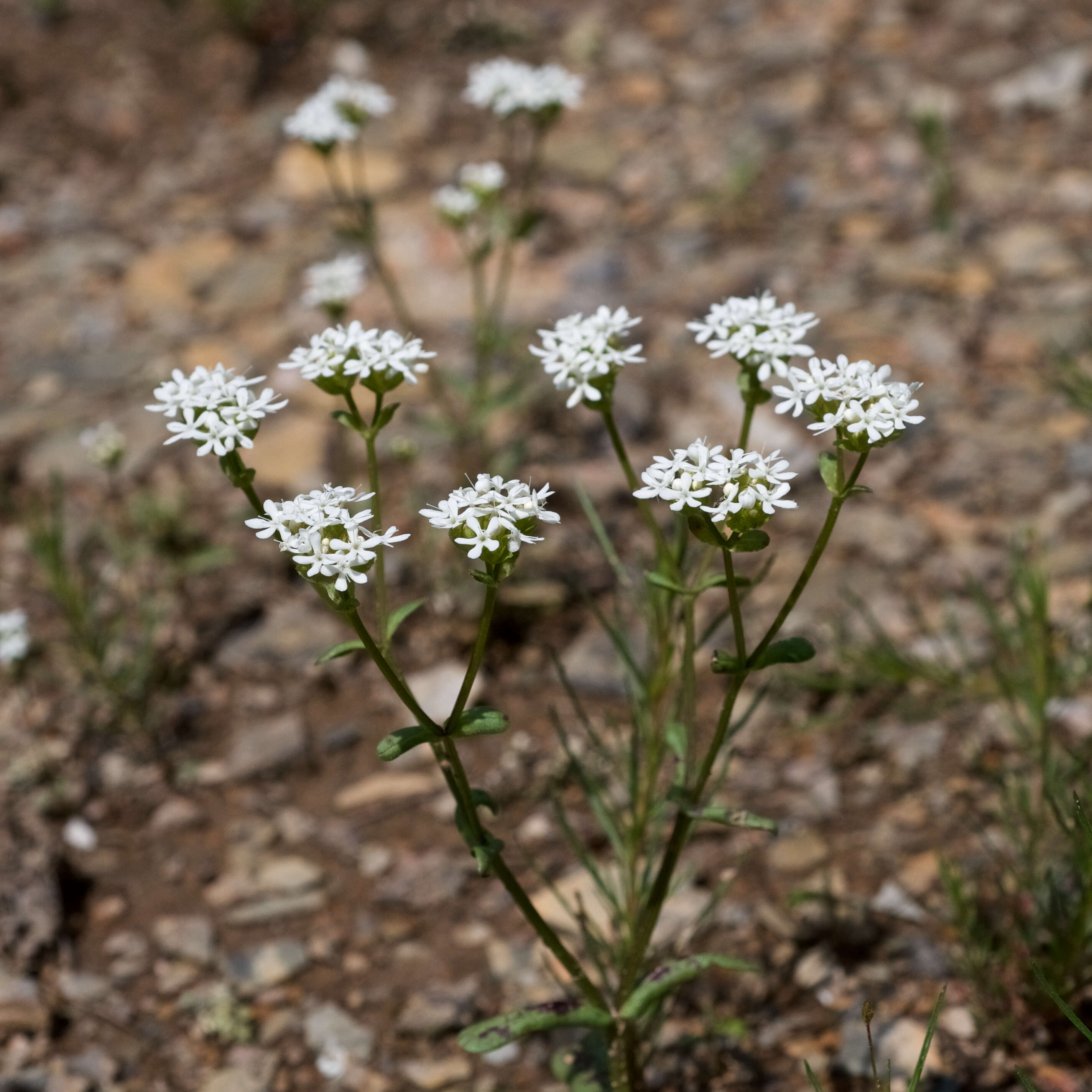 Plancia ëd Valerianella nuttallii (Torr. & Gray) Walp.