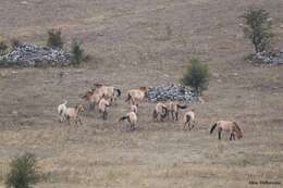 Image of Asian Wild Horse