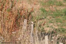 Image of Tawny Pipit