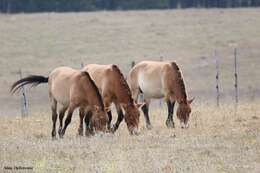 Image of Asian Wild Horse