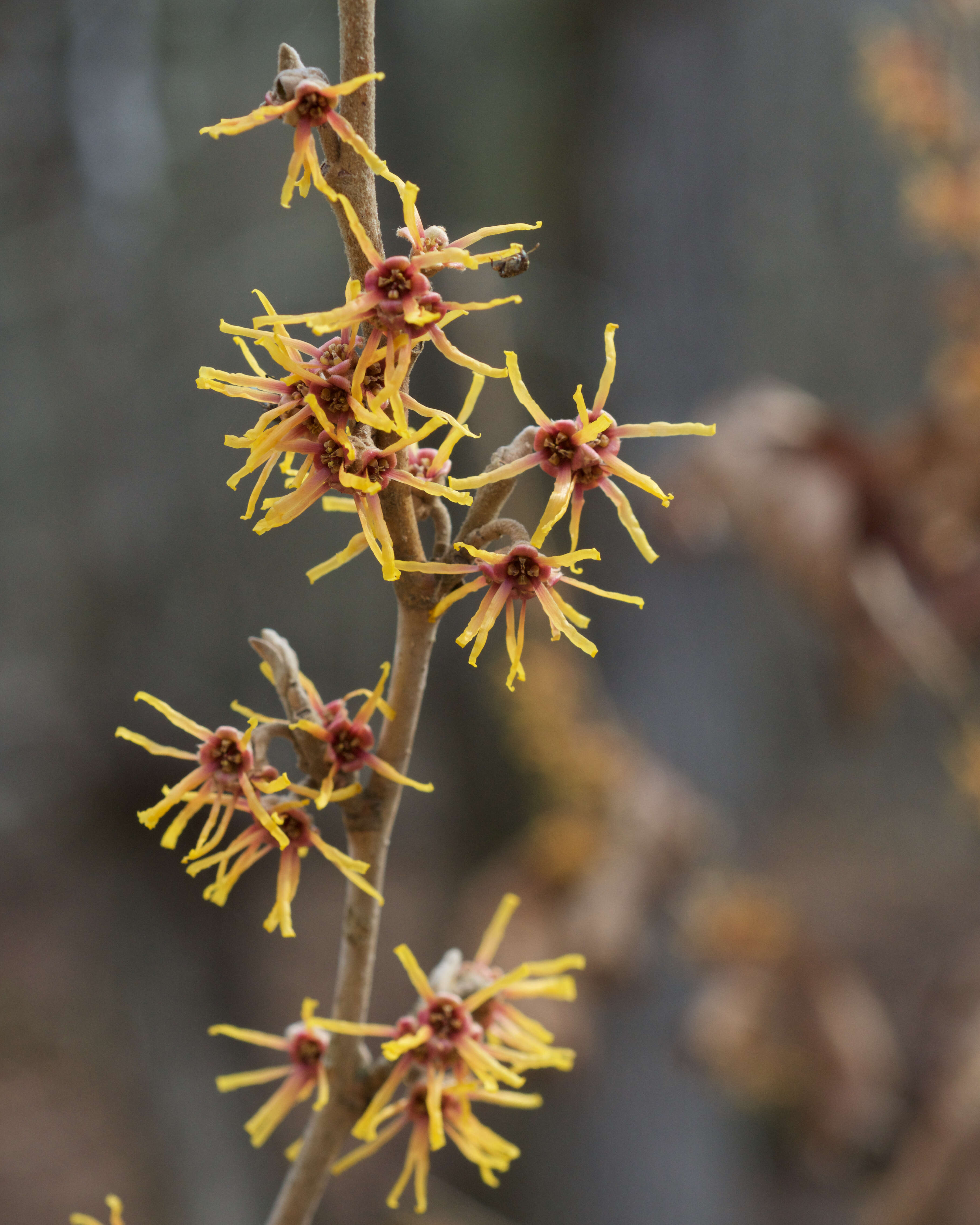 Imagem de Hamamelis vernalis Sarg.