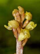 Image of Bentley's coralroot