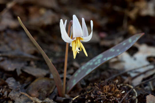 Image of white fawnlily