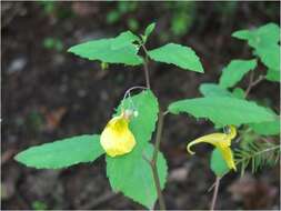 Image of Jewelweed