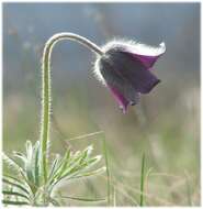 Image of Small Pasque Flower