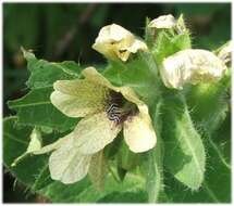 Image of black henbane