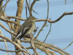 Image of European Pied Flycatcher