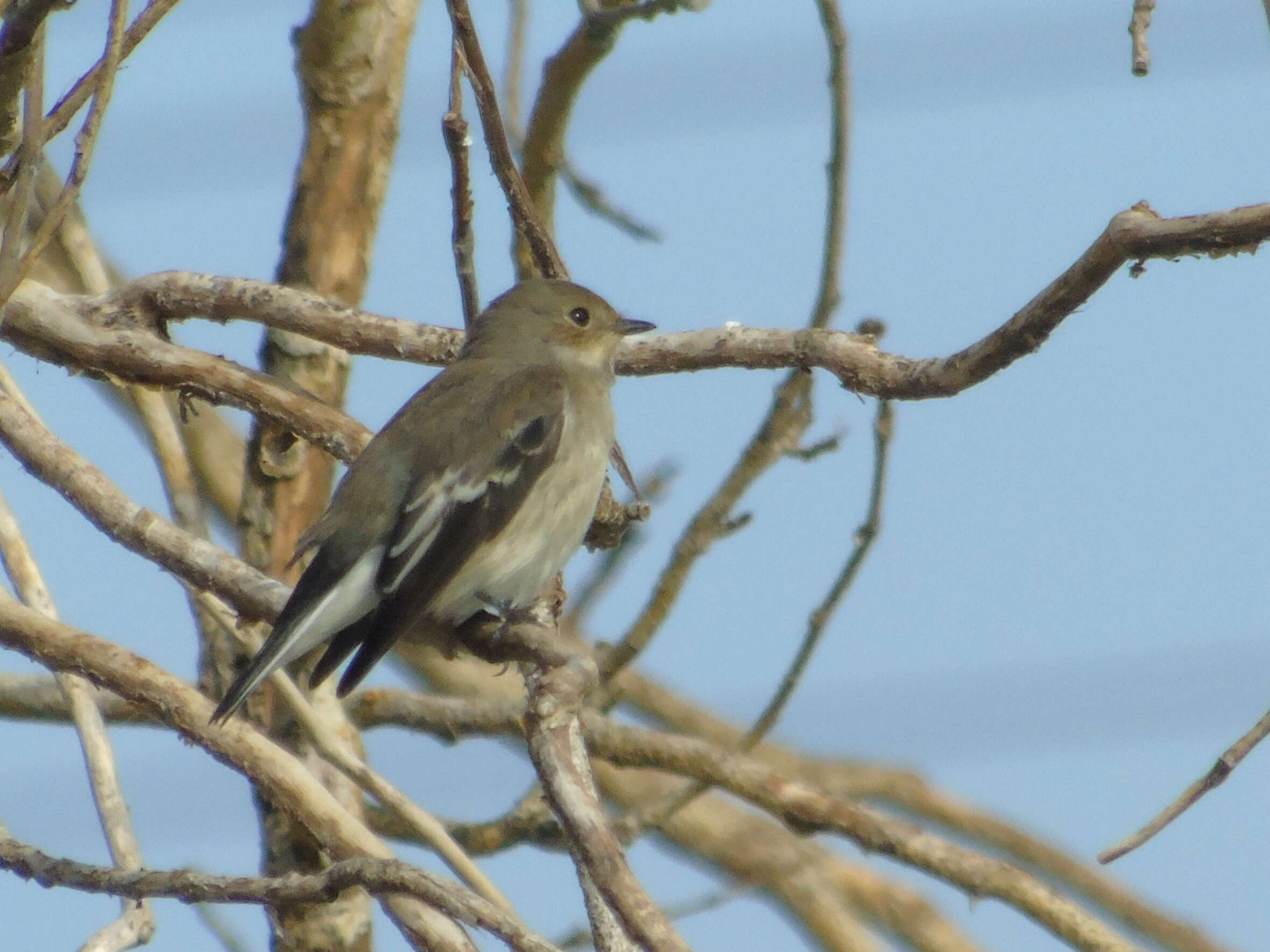 Image of European Pied Flycatcher