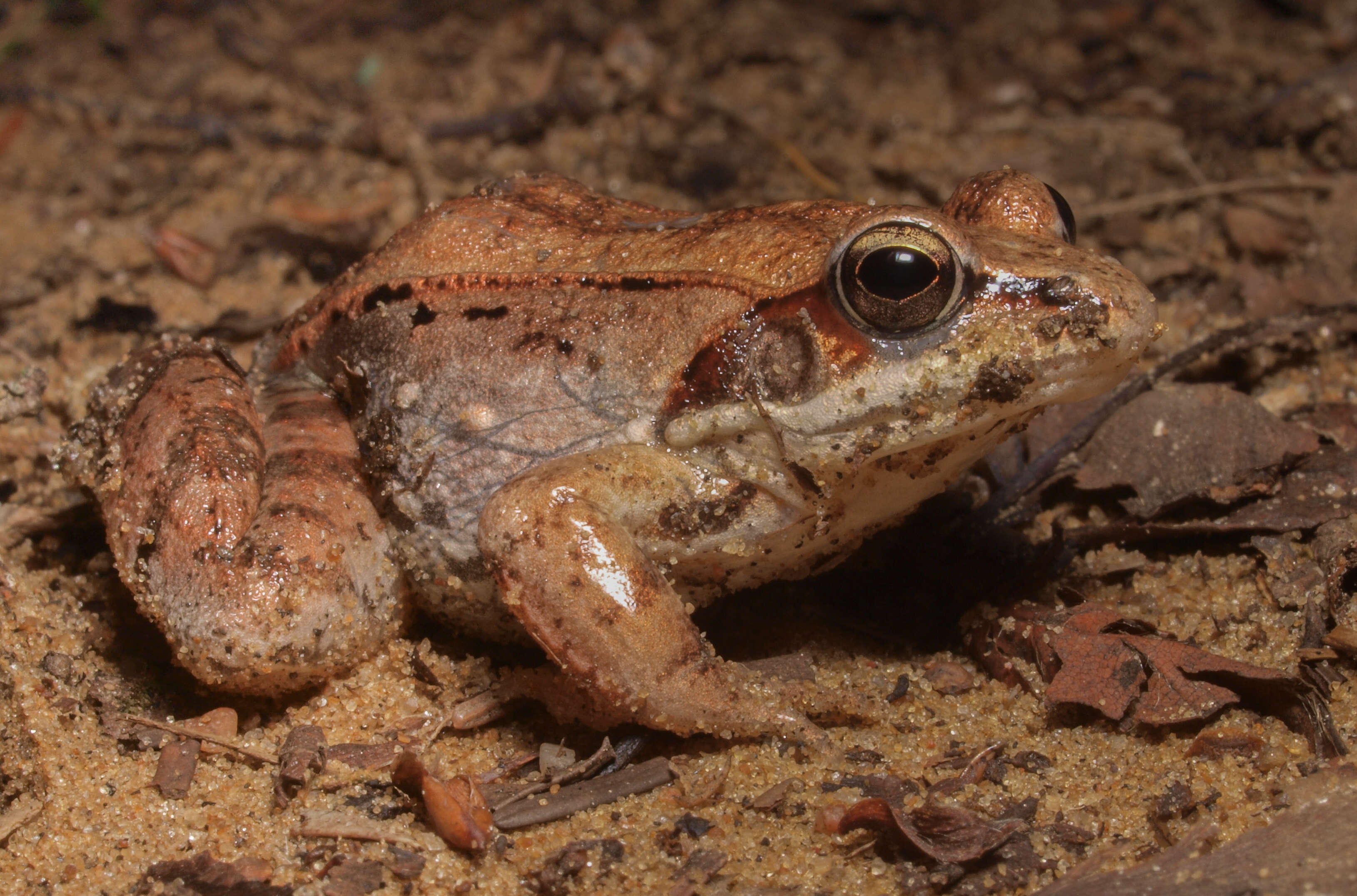 Lithobates sylvaticus (Le Conte 1825) resmi