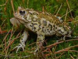 Imagem de Anaxyrus americanus (Holbrook 1836)