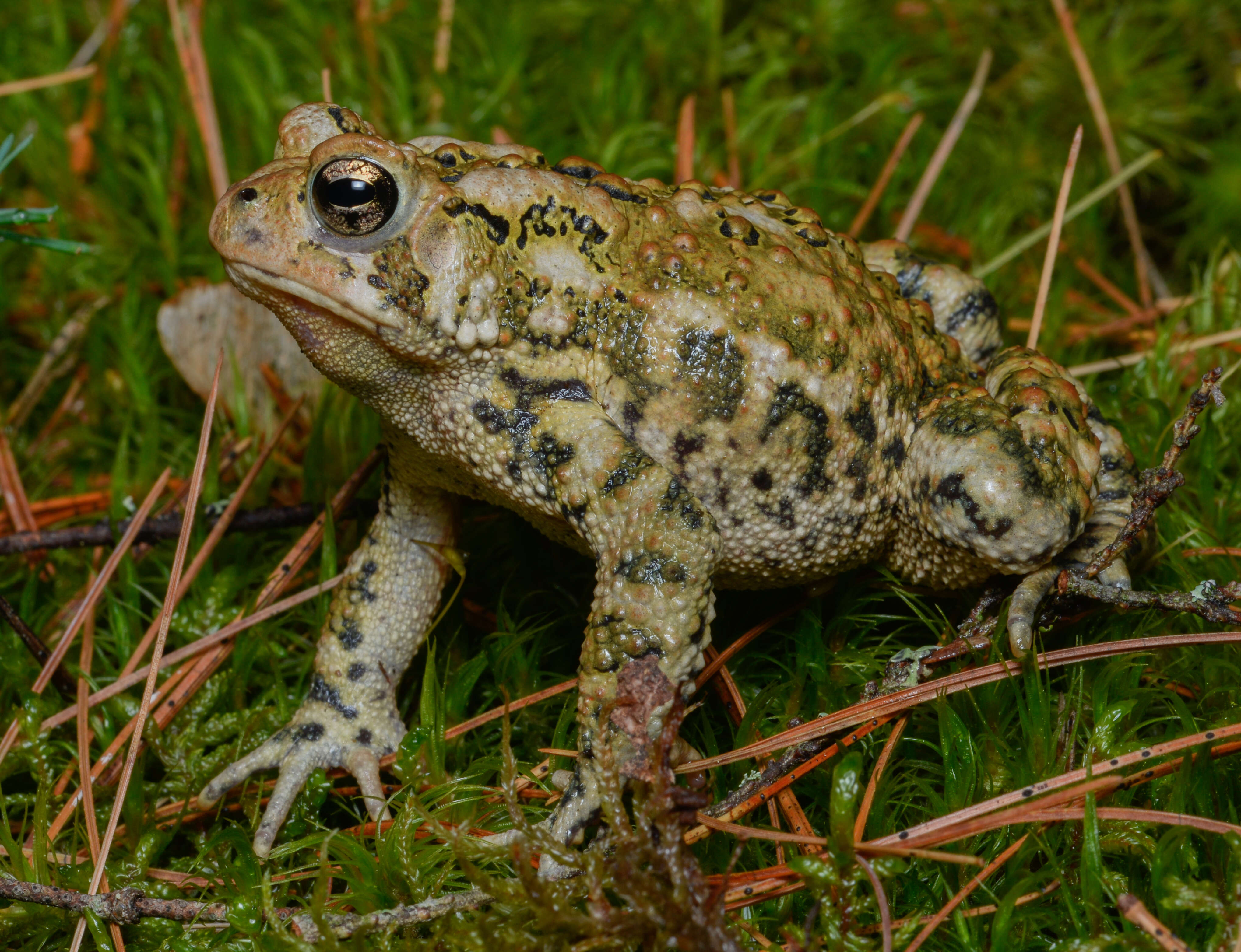 Image of American Toad