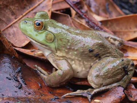 Image of American Bullfrog