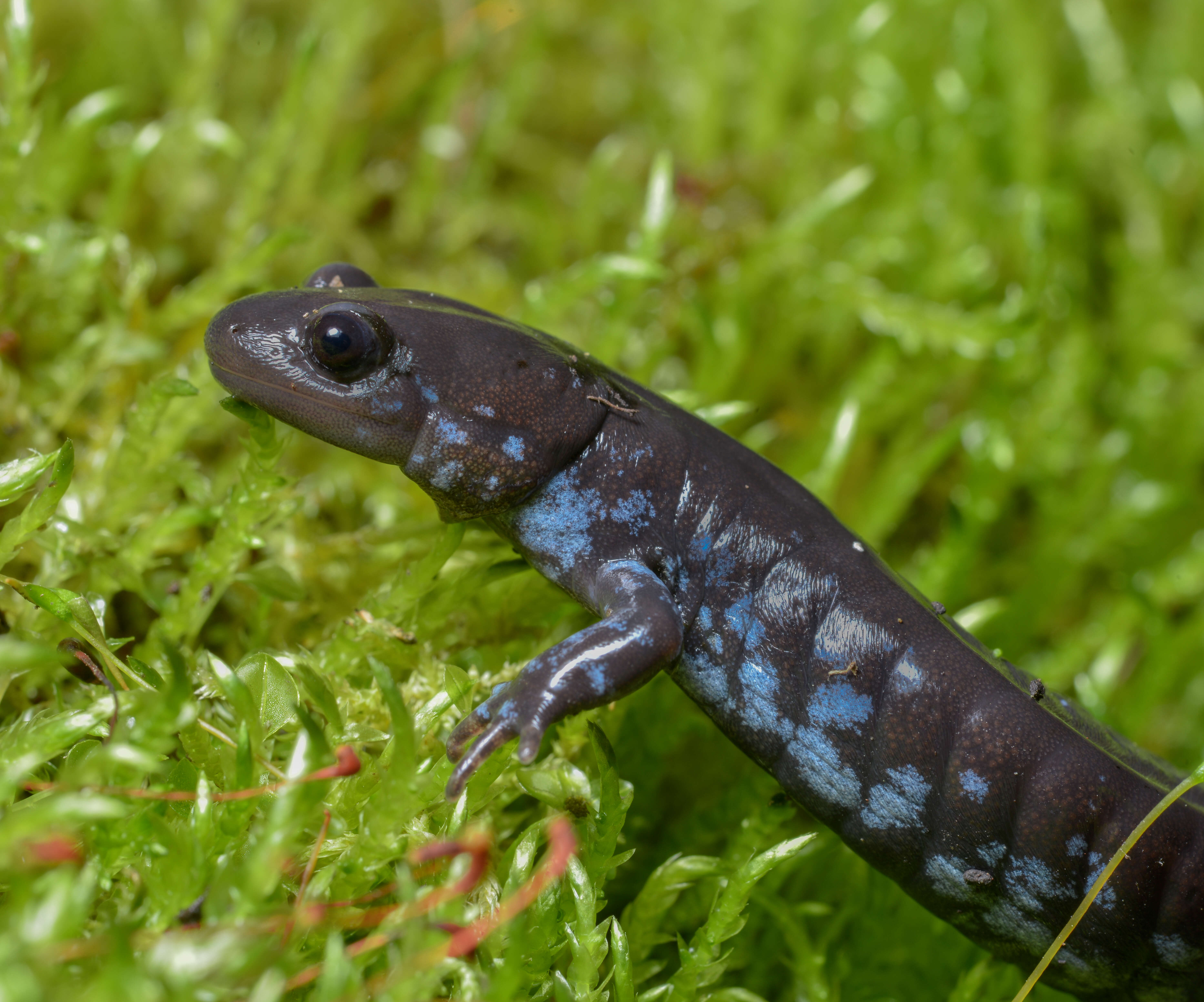 Image of Blue-spotted Salamander