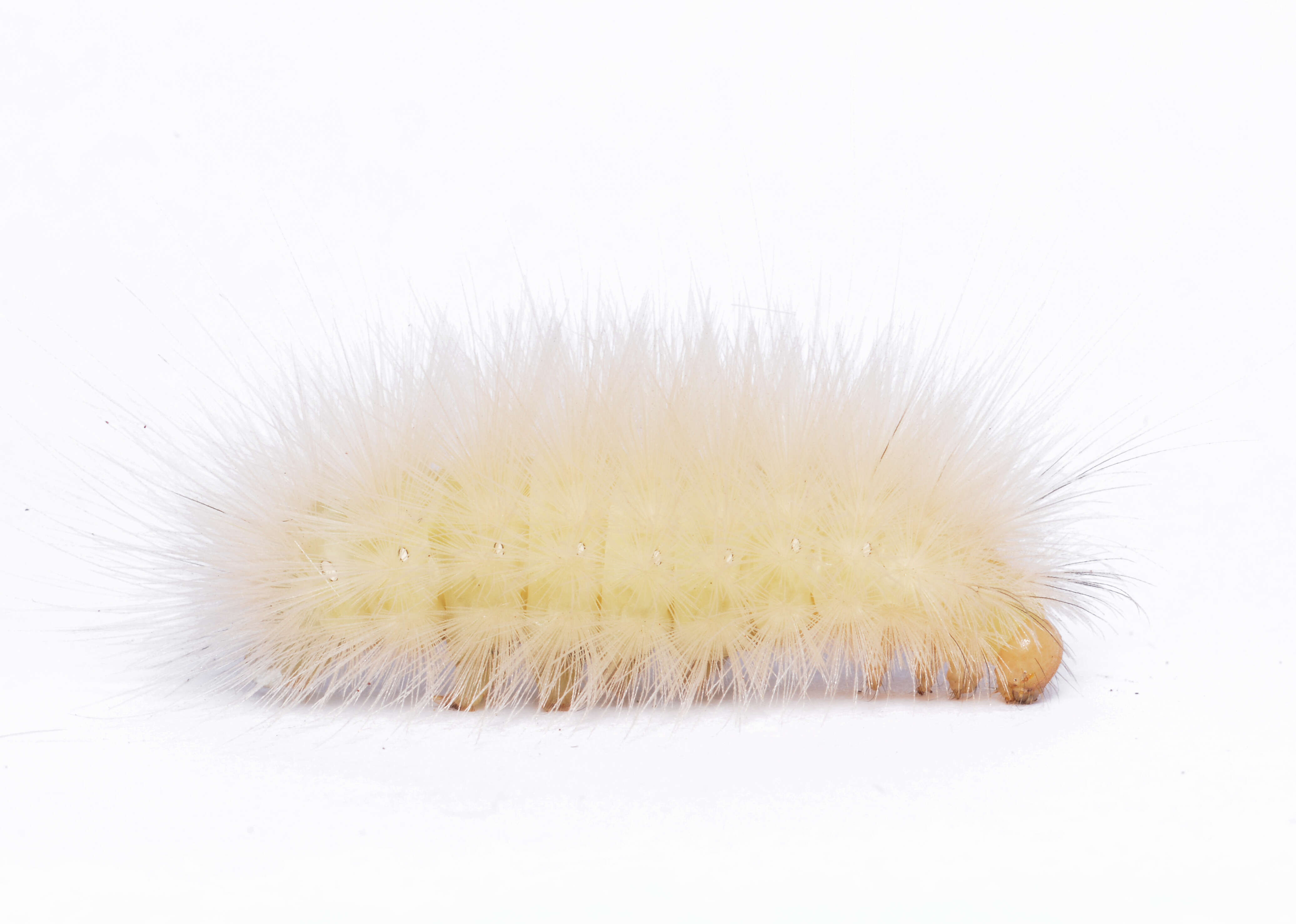 Image of Virginian Tiger Moth