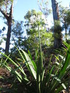 Image of African-lily